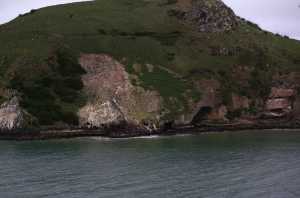 HARINGTON-POINT-DUNEDIN (50)